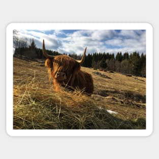 Scottish Highland Cattle Cow 2354 Sticker